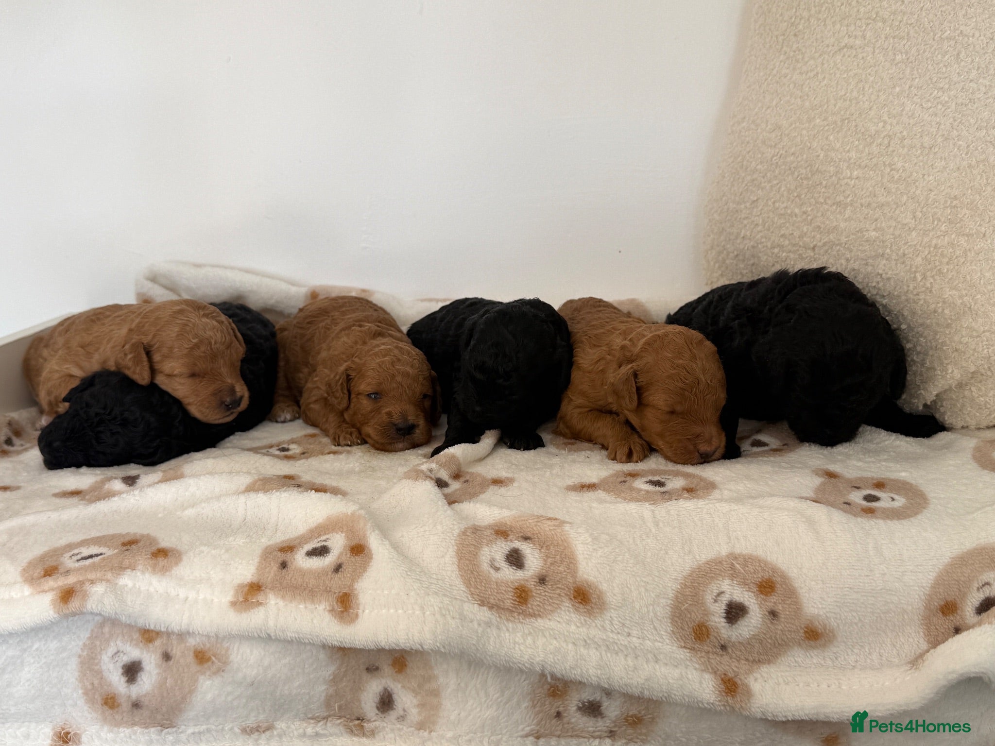 Miniature Poodle dogs ❤️‍🔥Stunning Kc miniature poodle❤️‍🔥 - Advert 1