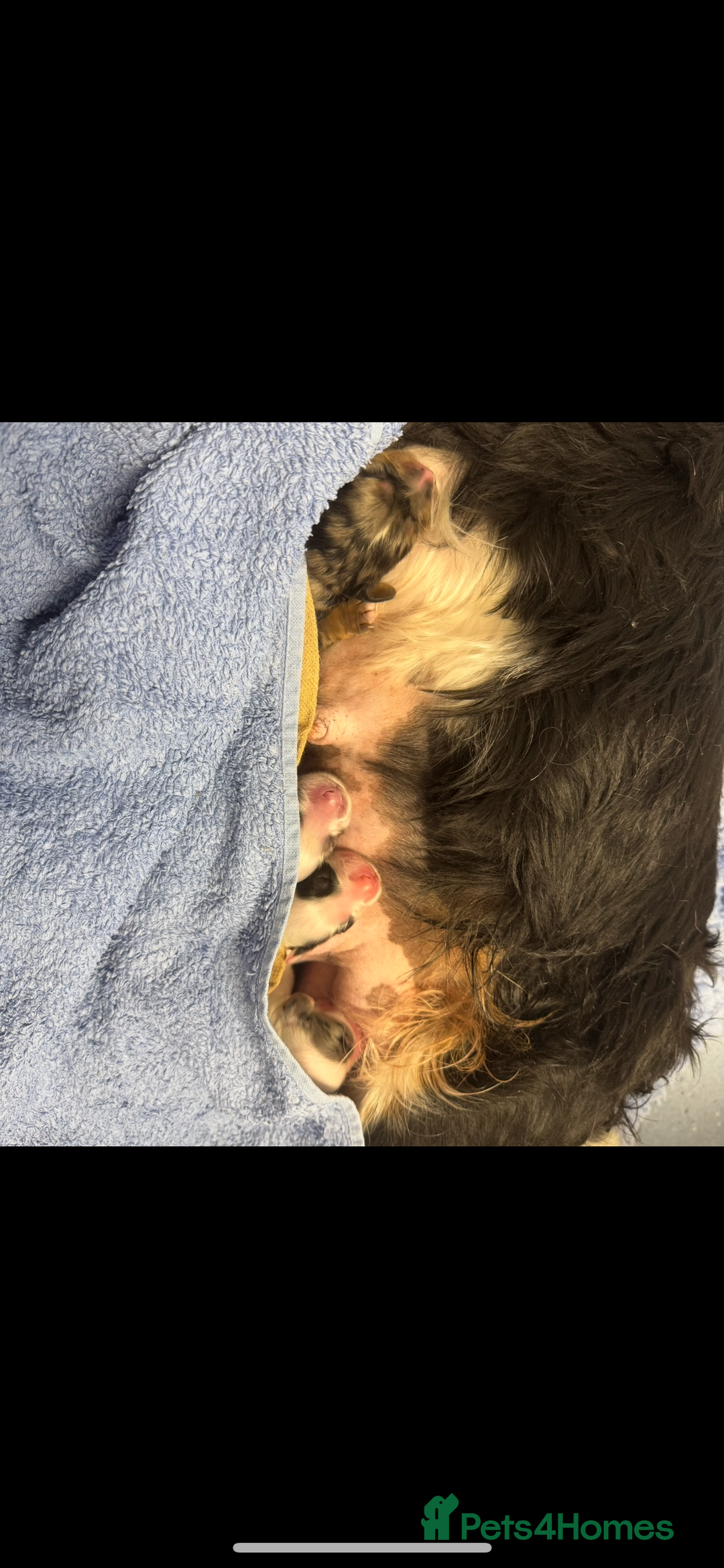 Cavapoo dogs for sale: LAST LITTER OF THESE UNIQUE PUPPIES - Image 6