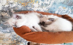 Ragdoll cats for sale: Maincoon ×Ragdoll (Ragcoon) kittens  - Image 24