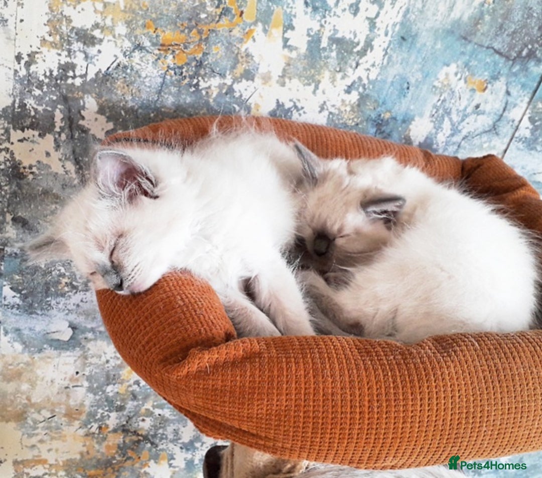 Ragdoll cats for sale: Maincoon ×Ragdoll (Ragcoon) kittens  - Image 24