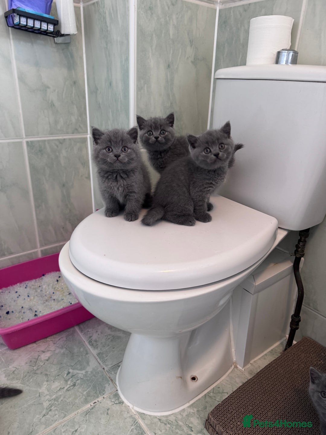 British Shorthair cats for sale: British shorthair kittens 🐈‍⬛ - Advert 5