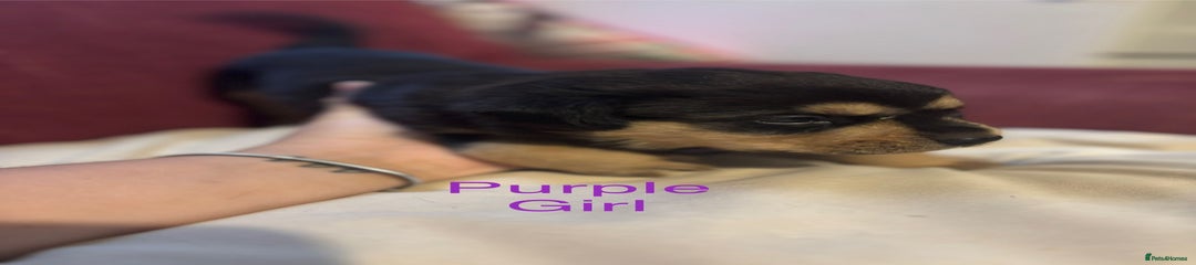 Rottweiler Puppy purple 