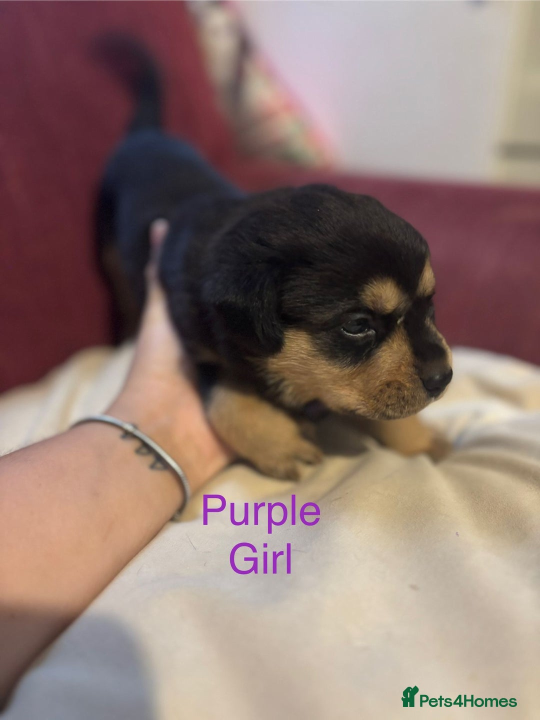 Rottweiler dogs for sale: Rottweiler puppies - Image 14