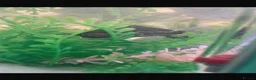 Turtle reptiles for sale: Musk Turtle - Advert 8
