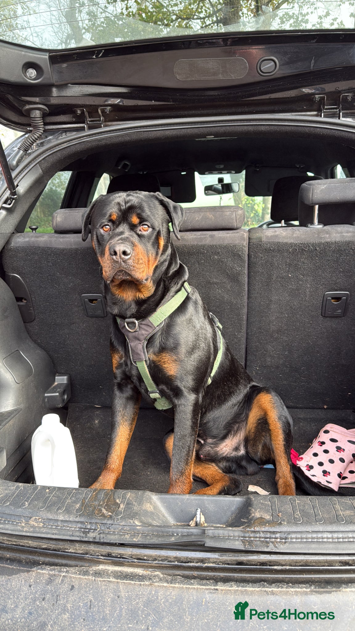 Rottweiler dogs Male Rottweiler for stud - Advert 1