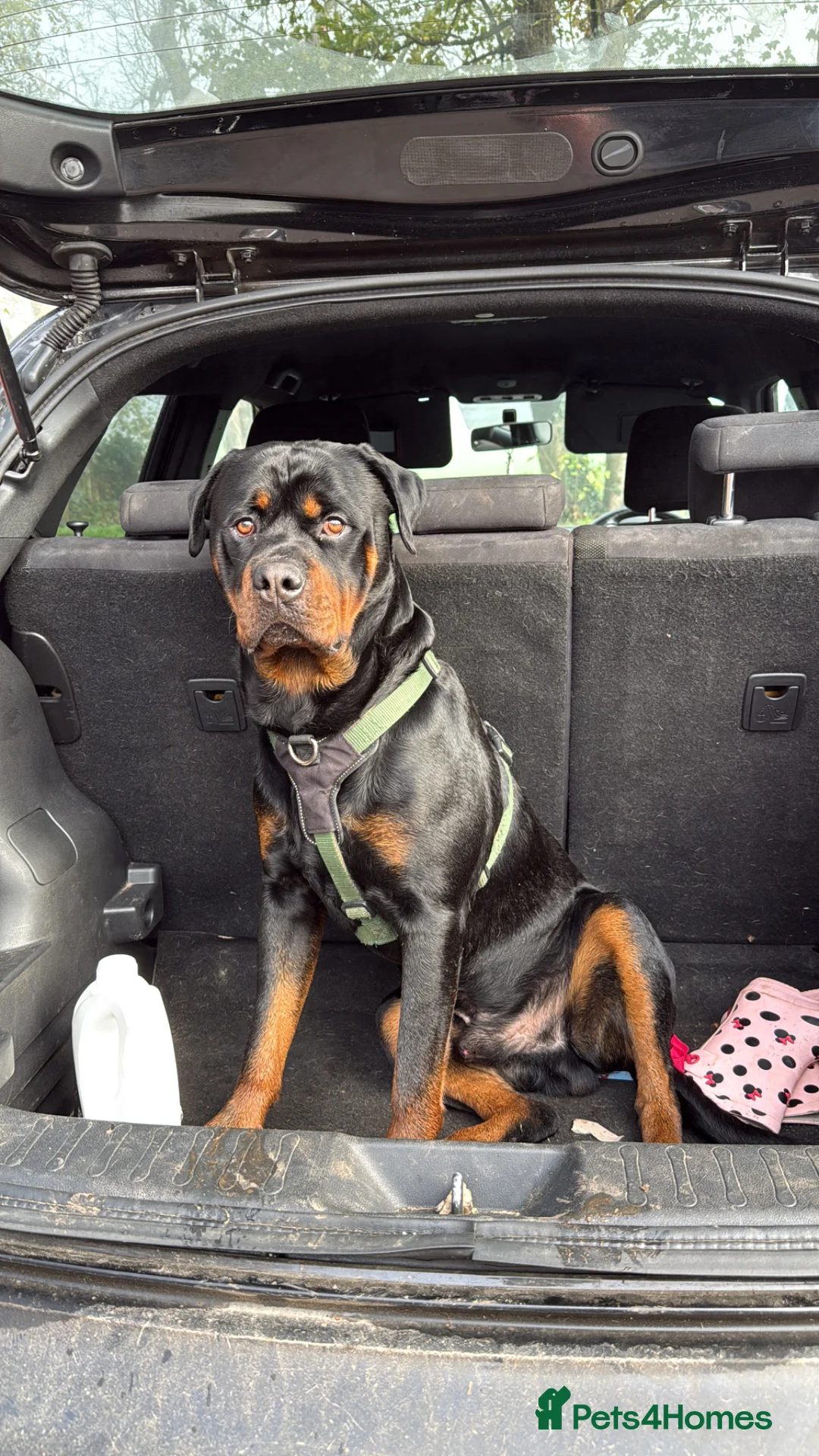 Rottweiler dogs for stud: Male Rottweiler for stud - Advert 1