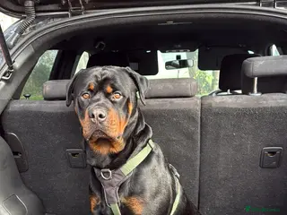 Rottweiler dogs Male Rottweiler for stud - Advert 1