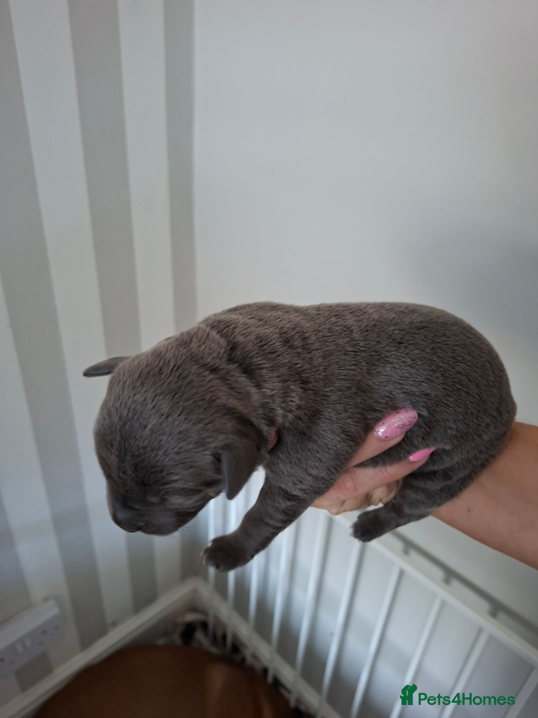 Staffordshire Bull Terrier dogs for sale: Staffy pups ready 26th august 2 brindle 3 blue - Image 31