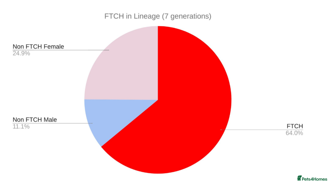 Cocker Spaniel dogs for sale: Stunning KC reg red working cocker pups - Advert 26