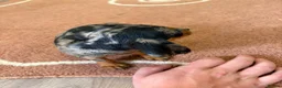 Dachshund dogs for sale: Beautiful puos - Advert 18