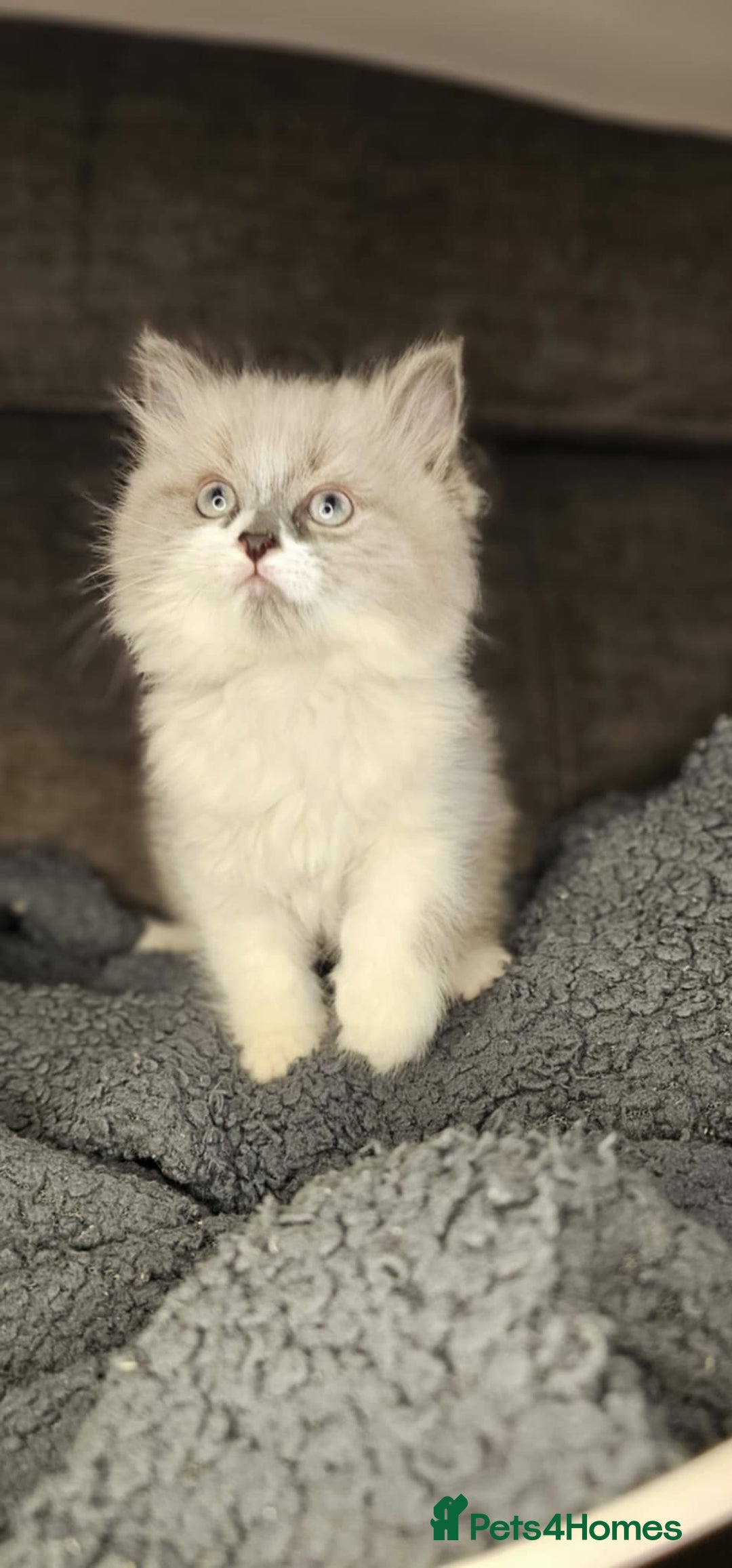 Ragdoll cats for sale: Beautiful ragdoll - Advert 7