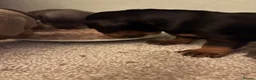 Miniature Dachshund dogs for sale: Miniature dachshund puppies for sale - Advert 3