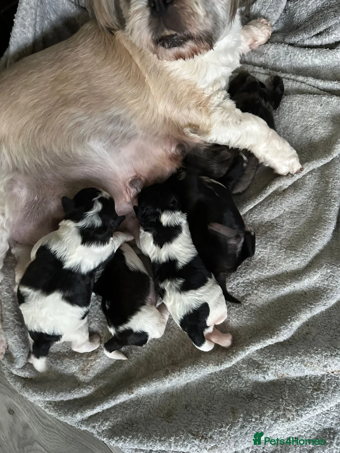 Lhasapoo dogs for sale: Stunning Lhasapoo Puppies Available.  in Barnsley - Advert 1