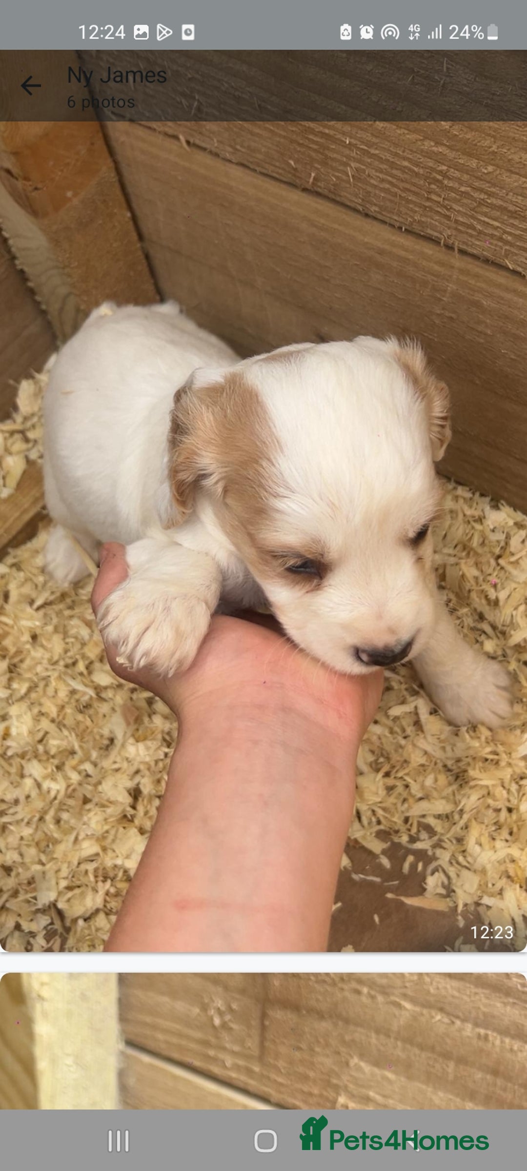 Cocker Spaniel dogs for sale: Cocker spaniels - Image 9