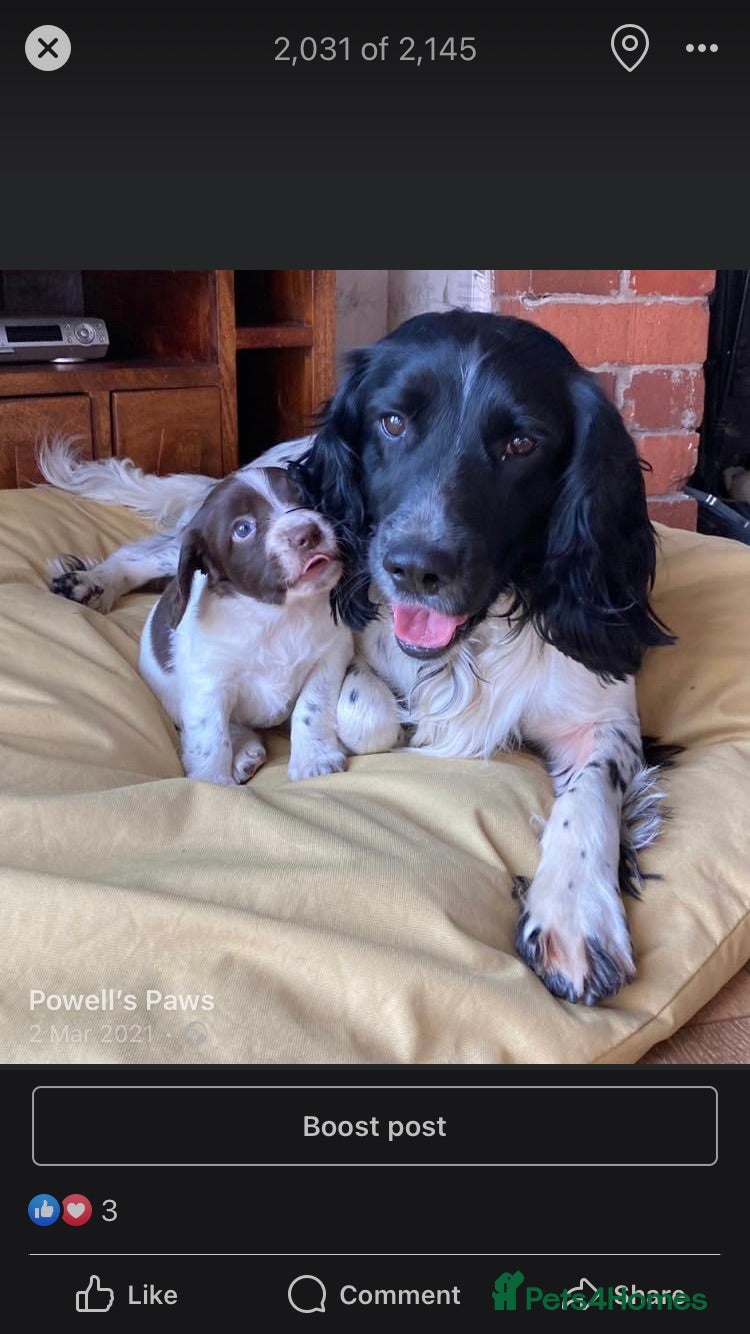 English Springer Spaniel dogs Beautiful Fully Health tested in Wrexham - Advert 9