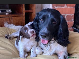 English Springer Spaniel dogs Beautiful Fully Health tested in Wrexham - Advert 15