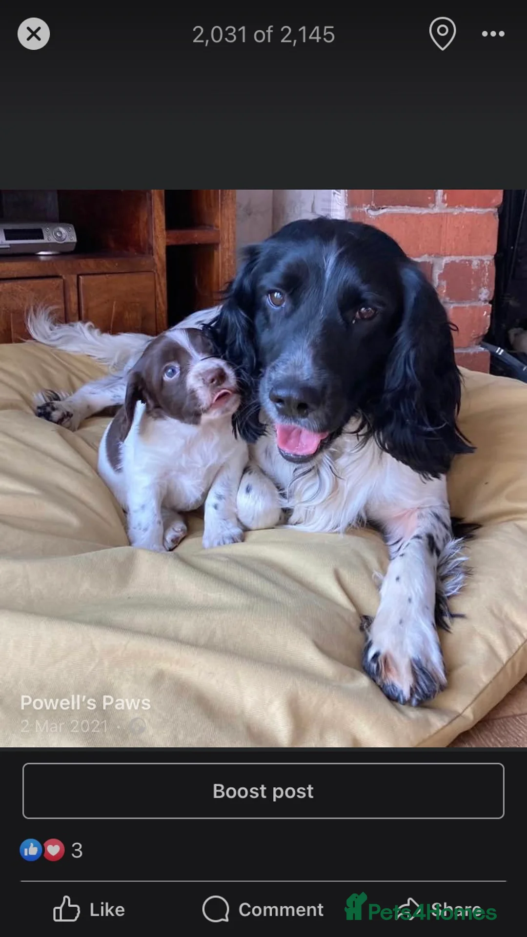 English Springer Spaniel dogs for stud: Beautiful Fully Health tested in Wrexham - Advert 1