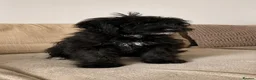 Aussiedoodle dogs for sale: Aussiedoodle F1 Health Tested KC registered parent - Advert 6