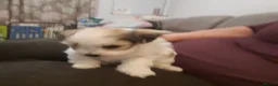 Mixed Breed dogs for sale: Lhasa Apso x Maltese puppies known as Kyi-Leos - Advert 2