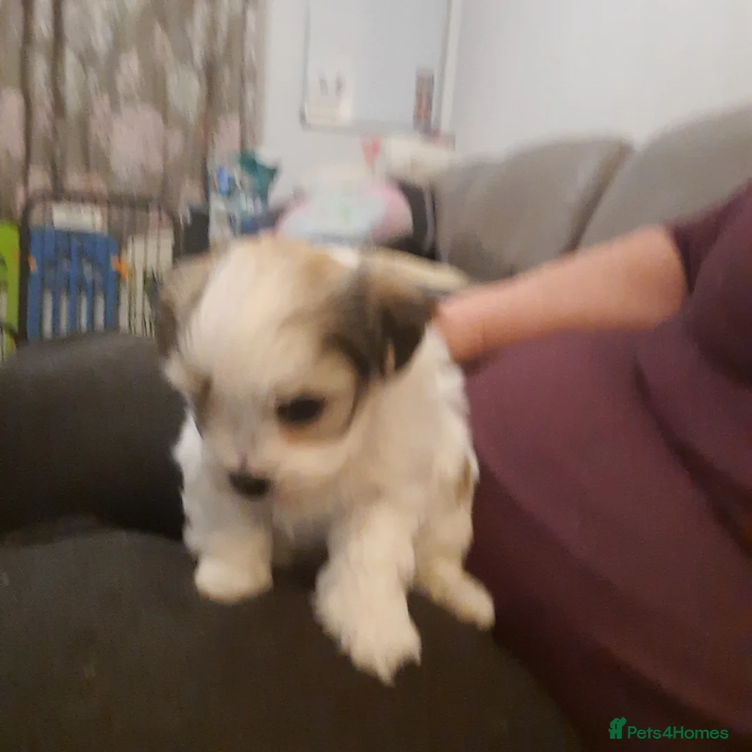 Mixed Breed dogs for sale: Lhasa Apso x Maltese puppies known as Kyi-Leos - Advert 2