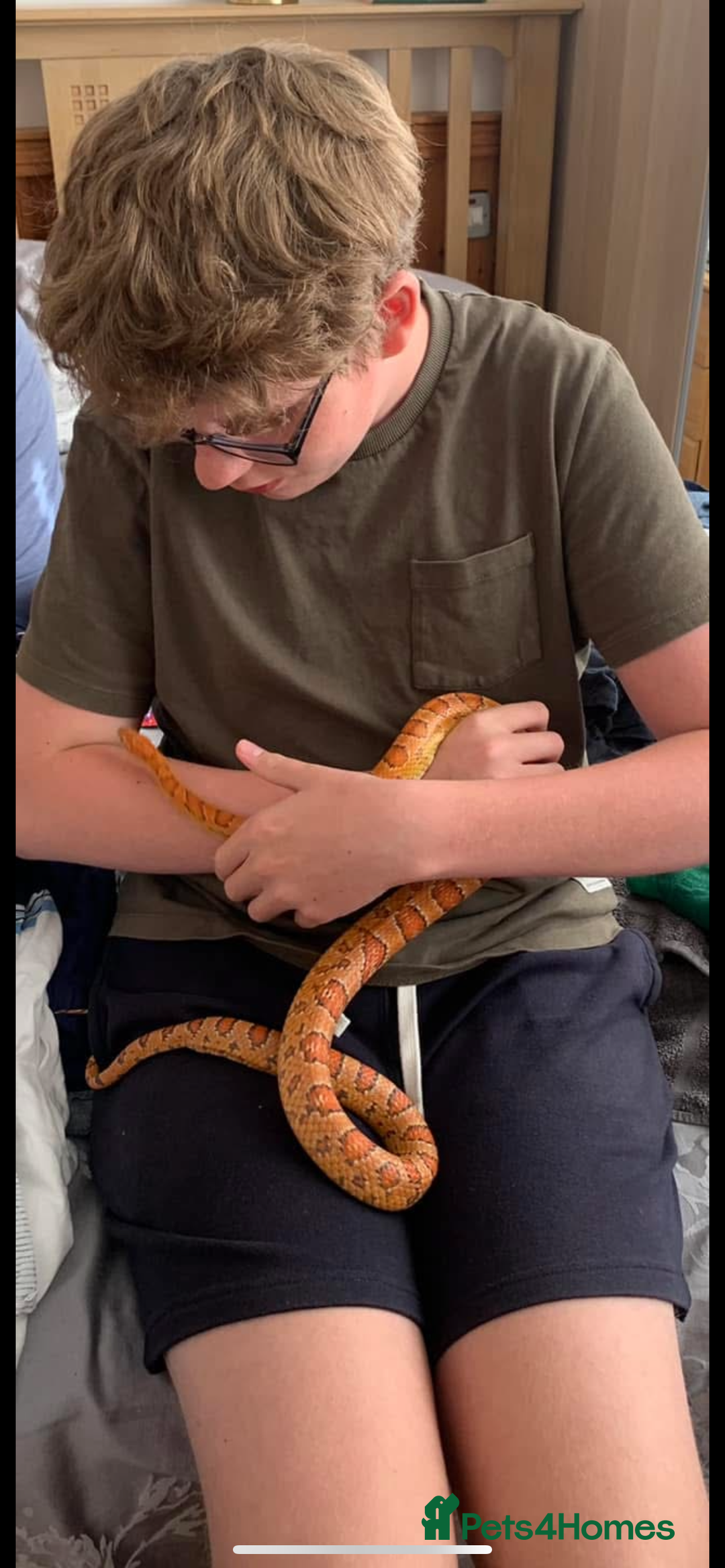 Corn Snake reptiles for sale: Lovely Corn Snake - Image 4