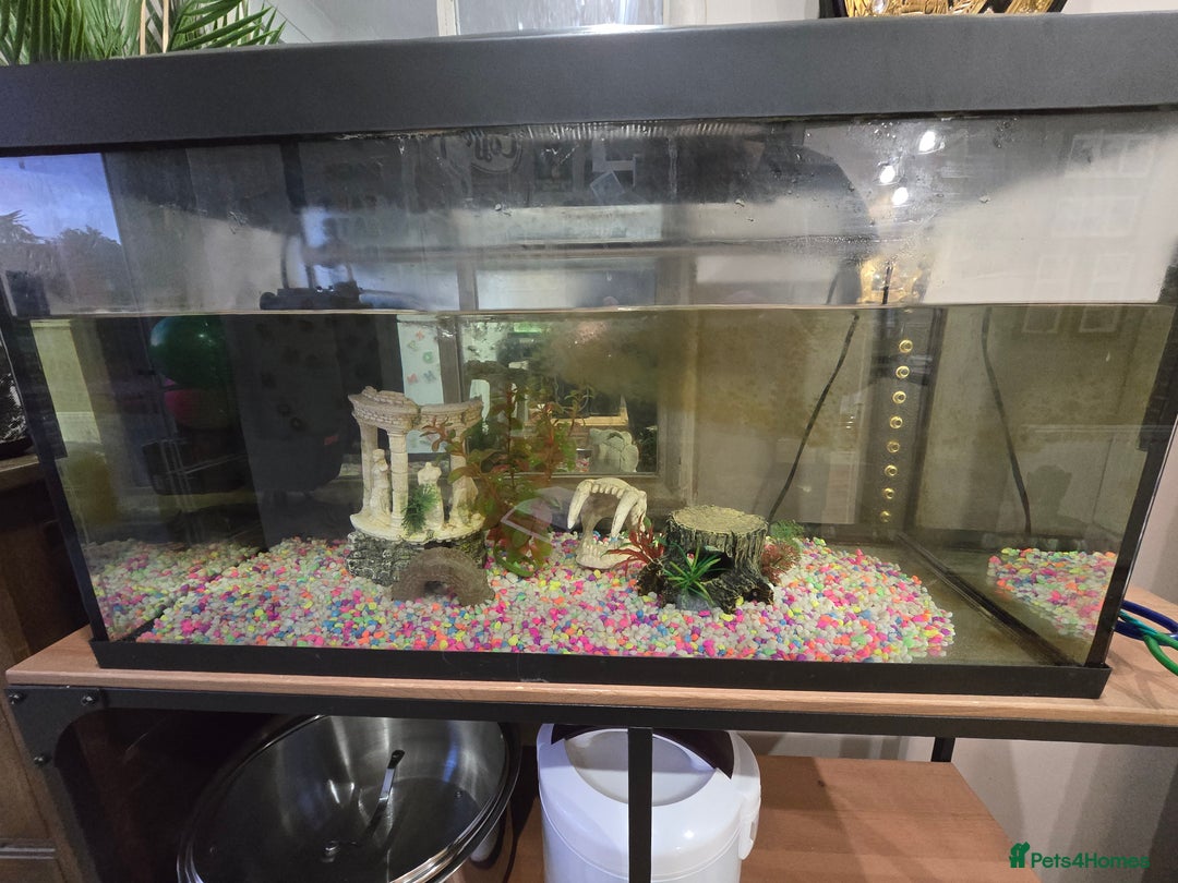 Axolotl reptiles for sale: Axolotl and tank  - Image 3