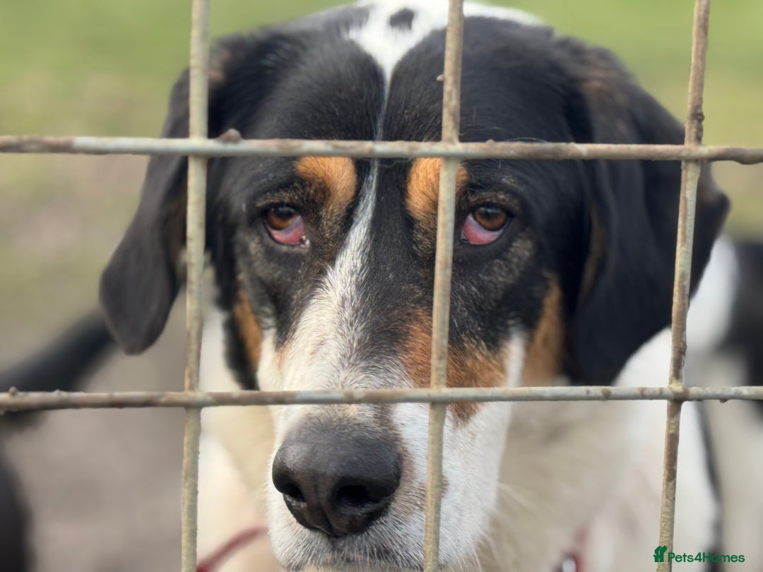 Mixed Breed dogs for adoption: Treacle is waiting for someone to love him 💔 - Advert 9