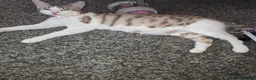 Bengal cats for sale: Beautiful baby bengals in Burnley - Advert 2