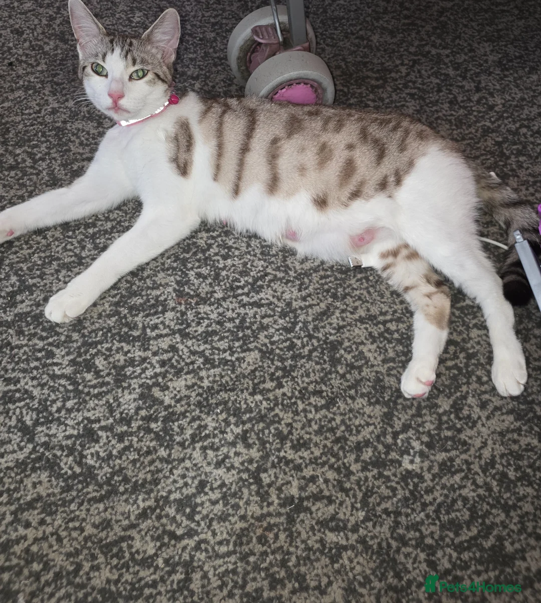 Bengal cats for sale: Beautiful baby bengals in Burnley - Advert 2
