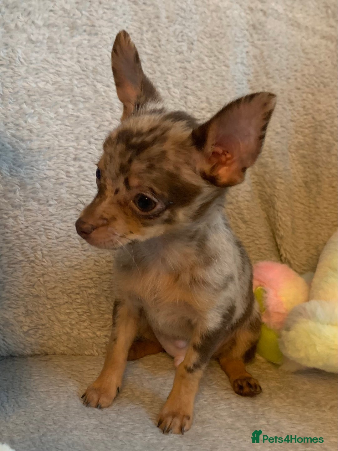 Mixed Breed dogs for sale: Chihuahua x  - Image 27