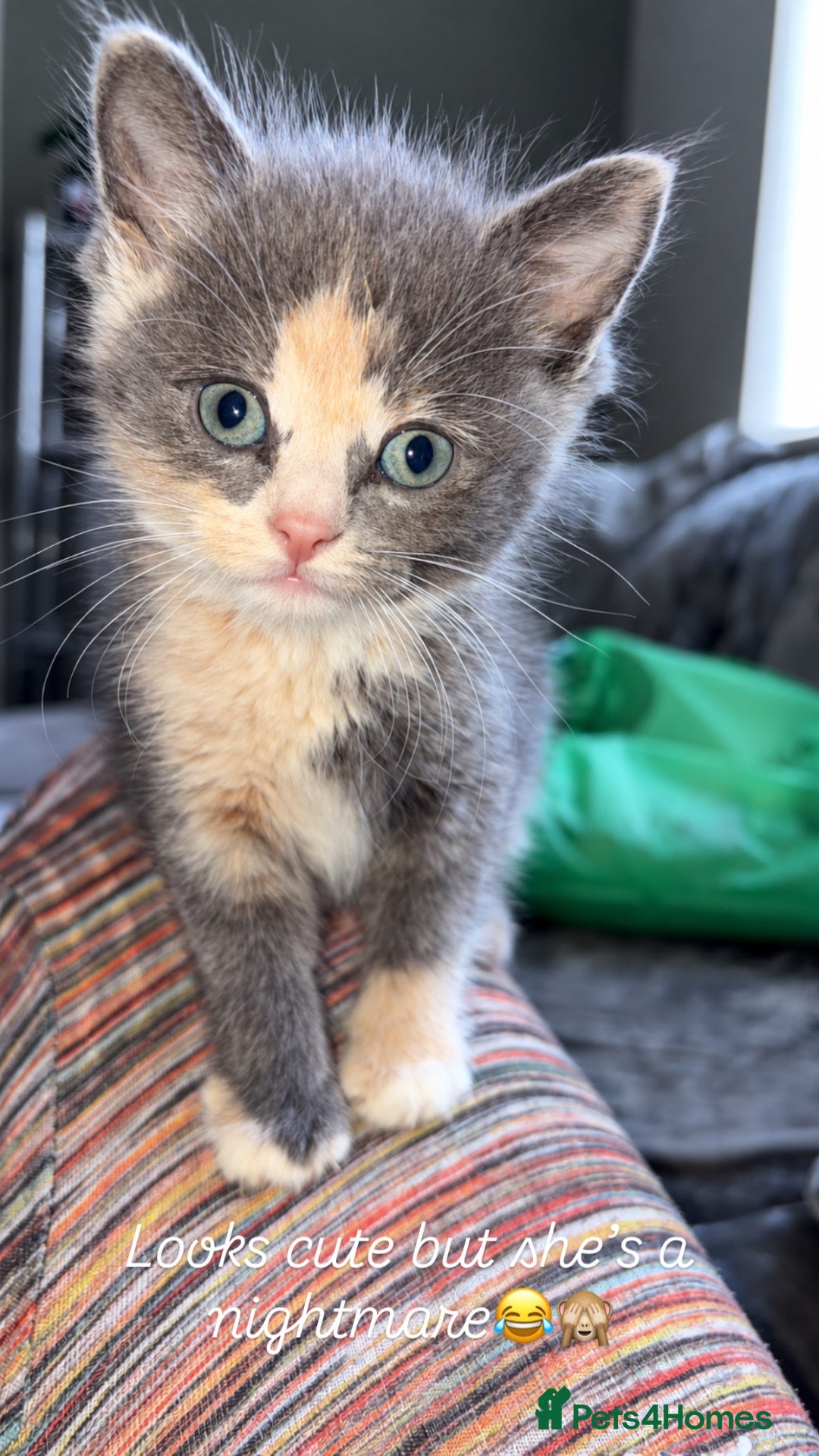 Domestic Shorthair cats Female kitten  - Advert 1