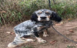 English Setter dogs for adoption: Whisky - Image 1