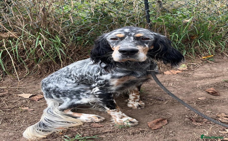 English Setter dogs - Advert 1