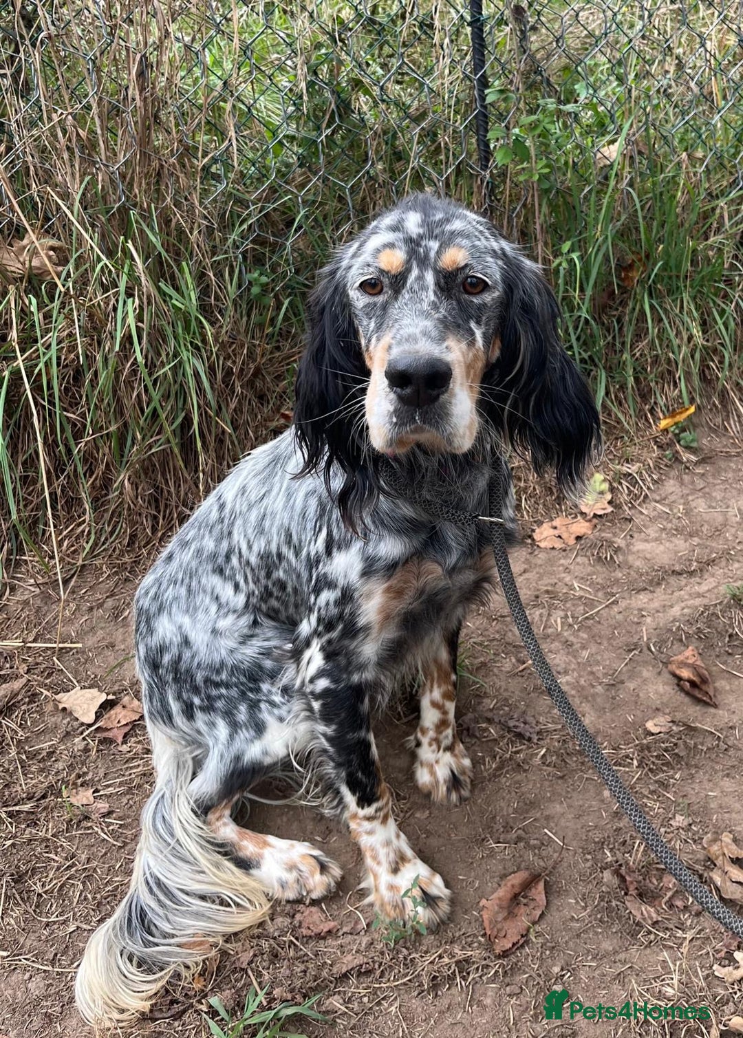 English Setter dogs for adoption: Whisky - Image 1