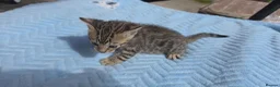 Bengal cats for sale: Beautiful Purebred Bengal Kittens Ready Soon - Advert 21