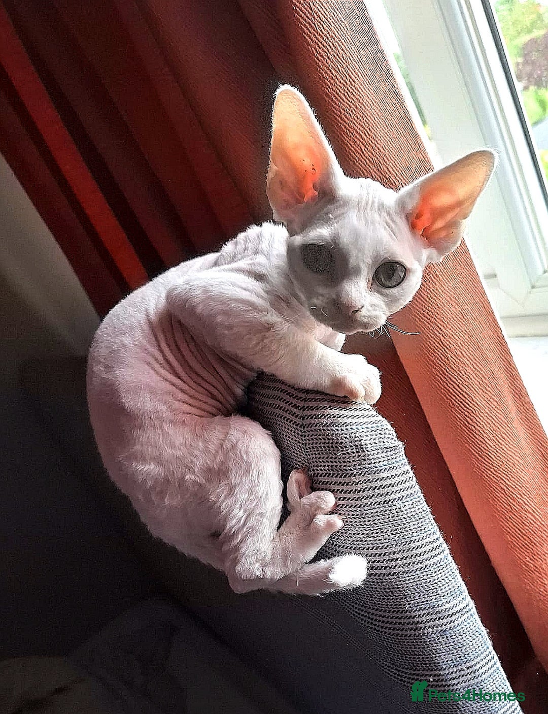 Devon Rex cats for sale: Devon Rex kittens GCCF registered  - Image 7