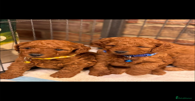 Cockapoo dogs - Advert 6