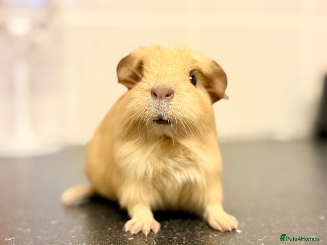 Guinea Pig rodents for sale: Baby guinea piggies  - Advert 12