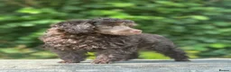 Toy Poodle dogs for sale: Chocolate Poodle Boy - Advert 1