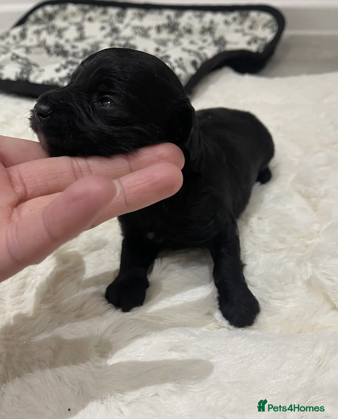 Jackapoo dogs for sale: Quality Jack Russel Puppies for sale 💌 - Advert 19