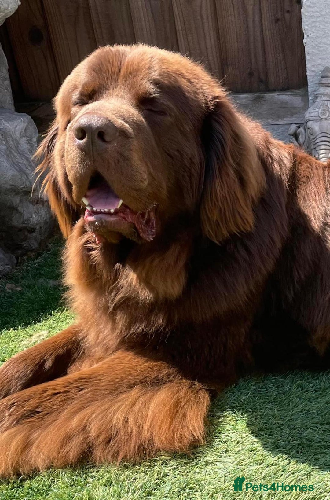 Newfoundland dogs for sale: KC registered Newfoundland Puppies. Health tested - Image 21