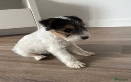 Fox Terrier dogs for sale: Fox Terrier puppies for sale - 07704995261 - Image 15