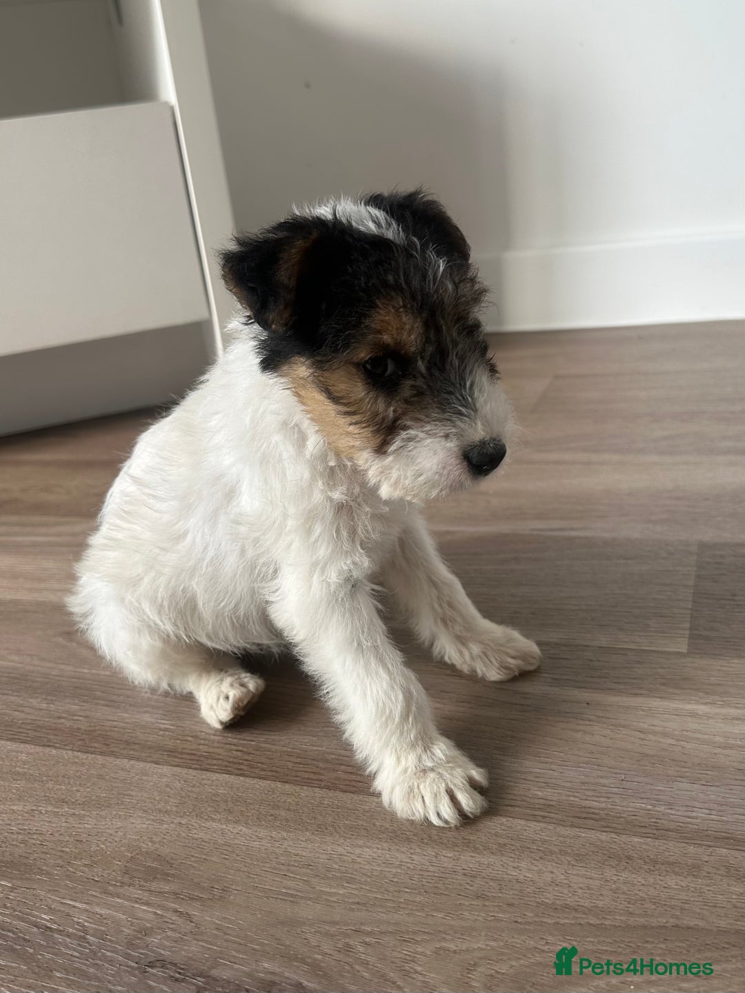 Fox Terrier dogs for sale: Fox Terrier puppies for sale - 07704995261 - Image 15