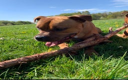 Staffordshire Bull Terrier dogs for sale: Red Staffordshire bull terrier puppies ❤️🐾 - Image 8