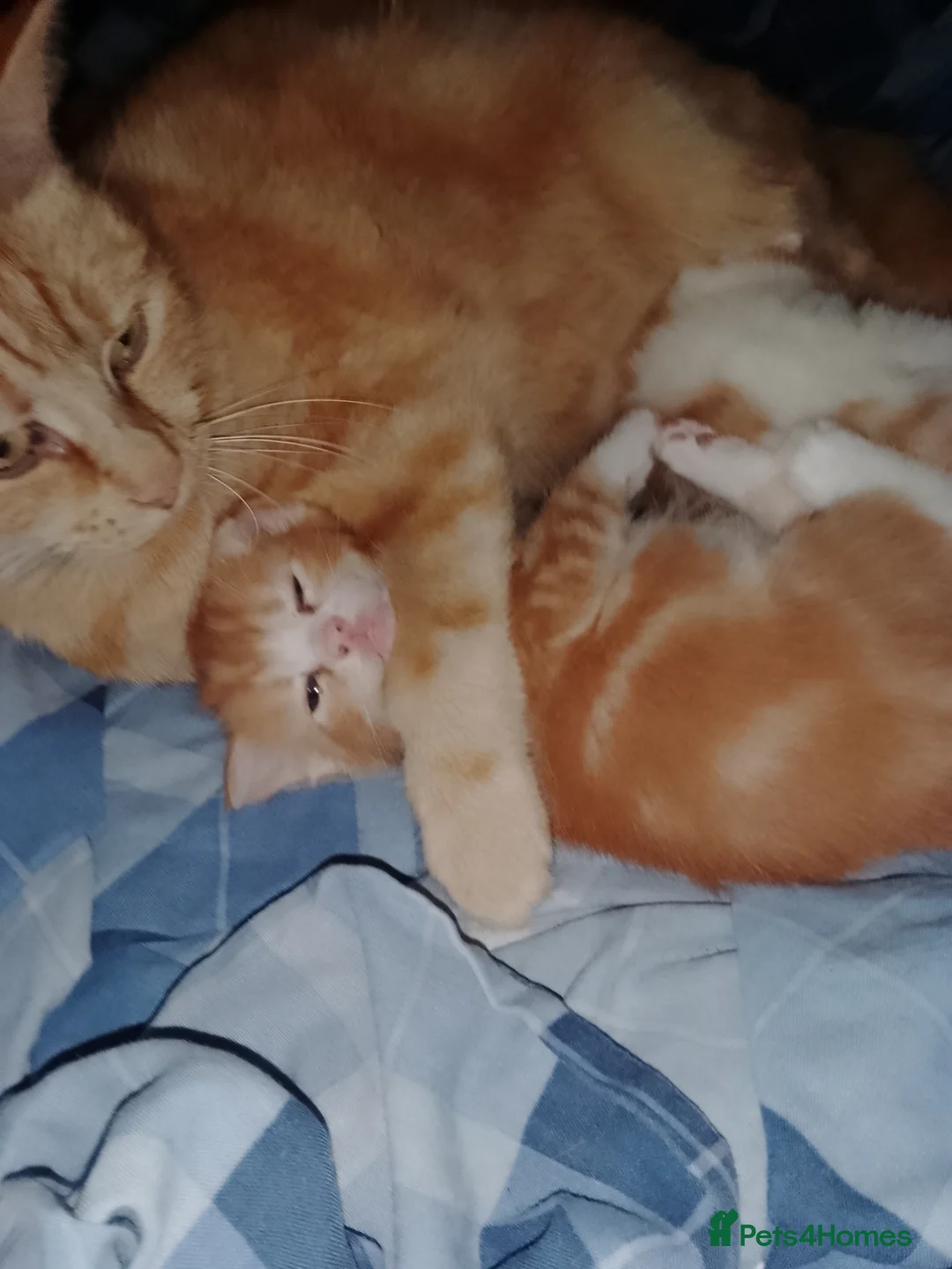 Mixed Breed cats for sale:  2 Boy kitten  - Advert 1