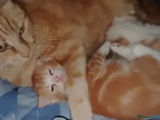 Mixed Breed cats 2 Boy kitten - Advert 11