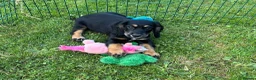 Cocker Spaniel dogs for sale: One KC registered girl left- ready now - Advert 3