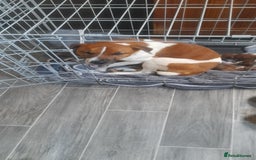 Plummer Terrier dogs for sale: Plummer terrier puppies  - Image 1