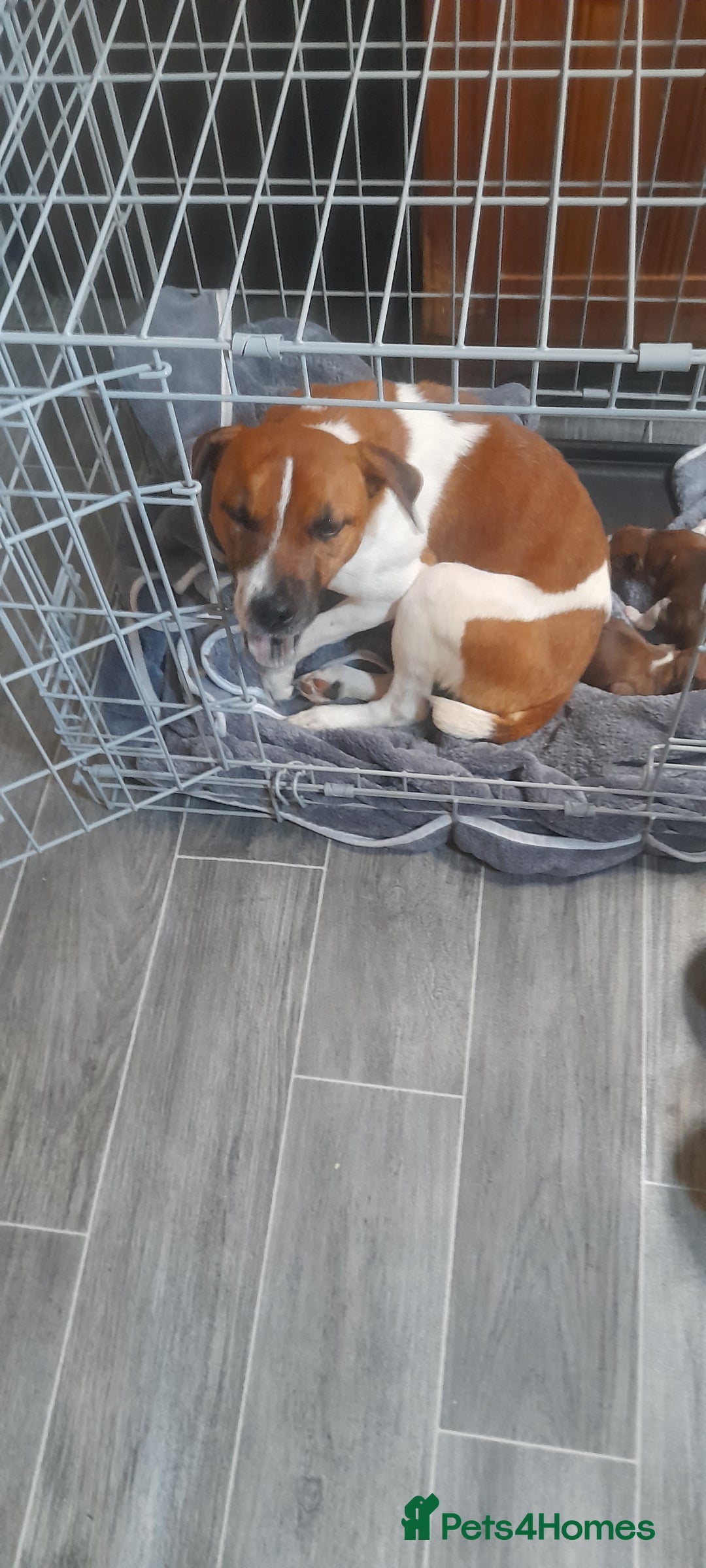 Plummer Terrier dogs for sale: Plummer terrier puppies  - Image 1