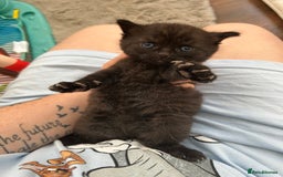 Mixed Breed cats for sale: Black kitten  - Image 4